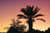 palm_sunset