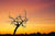 sunset_tree